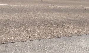 Very Lucky Family of Ducks