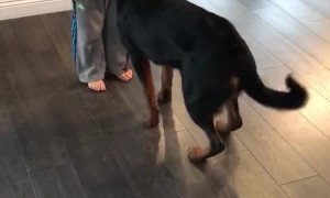 Kiddo Helps Train Doggo