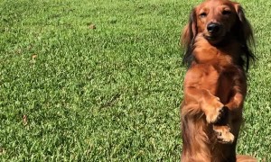 Dachshund Blends in With Kangaroos