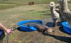 Emu Takes a Not so Graceful Splash in the Pool