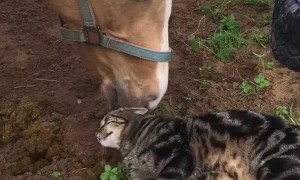 Kitty Has Special Bond With Horse Best Friend