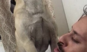 Duet With Pug Dog