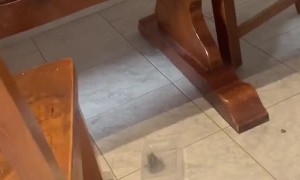 Trapped Frog Takes Container Away
