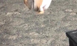 Horse Gives Cat Massage