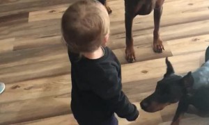 Toddler Teaches Dogs to Sit