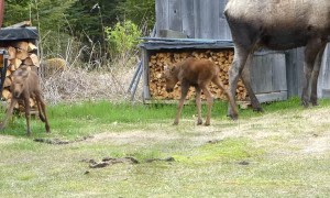 Twin Moose Calves Playing