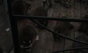 Dinner Time for Huge Group of Raccoons
