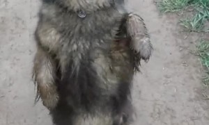 Happy Dogs Dancing a Jig