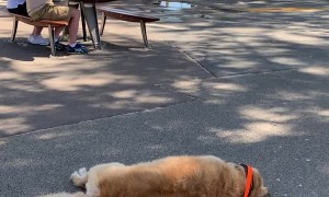 Dog Refuses to go Home for More Lockdown