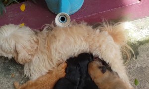 Momma Dog Nurses Kittens