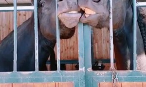 Horses Goofing off in Stables