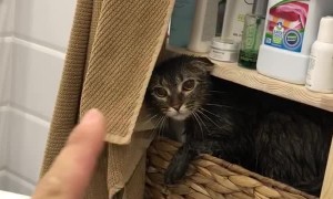 Kitty Wants to Be Left Alone after Bath Time