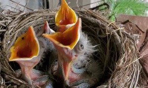 Sleepy Baby Birds Fooled by Knock Into Thinking It's Feeding Time