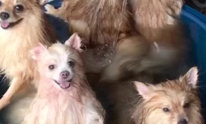 Canines Keeping Cool in the Tub