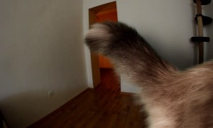 I Have a Very Big Kitty