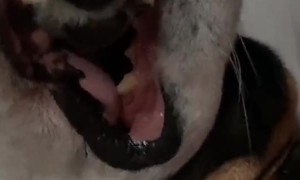 Quarantine Has Got the Best of this Snoozing Saint Bernard