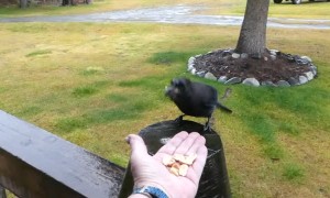 Stellar Jay, Hungry Moose, and Playful Cat Enjoy Rainfall