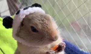 Cute Critter in a Knit Cap Crunching on Carrots