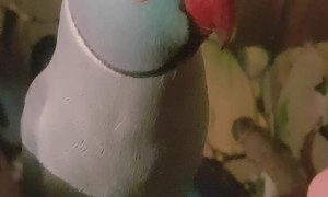 Indian Ringneck Loves His Bird Boops