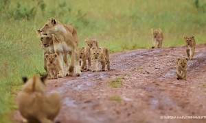 Black Rock Lion Pride Enjoy a Rainy Morning