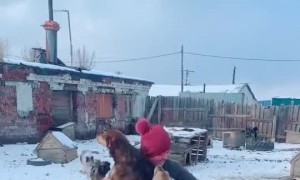 Dogs at the Shelter Greet the Owner