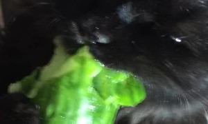 Hungry Kitty Growls while Munching Cucumber
