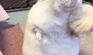 After a flutter brush, this chinchilla enjoys a relaxing cleaning session