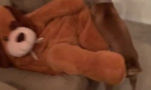 Happy Boxer Plays with Giant Stuffed Dog