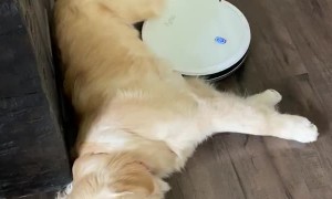 Robot Vacuum Can't Interrupt Much Need Nap