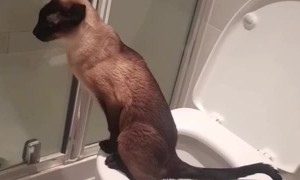 Well-Mannered Cat Chooses Toilet over Litterbox