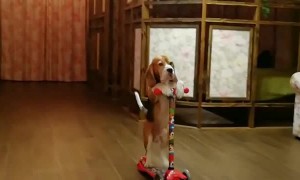 Clever Beagle Riding a Scooter
