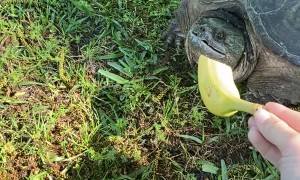 Snapping Turtle Gives Her a Scare