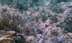 Olindias Phosphorica Floats Gracefully Along the Sea Floor