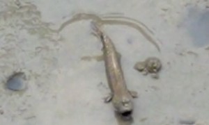 Mudskippers Fighting And Social Distancing
