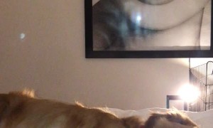 Dog Uses Tail as Distraction to Take Puppy Down