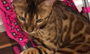 Kitty Loves Its Stroller