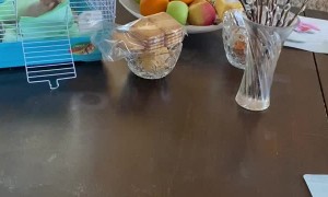 Hairless Rat Stocks All of the Napkins