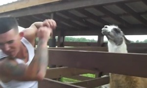 Kitties, Llamas, And Fails