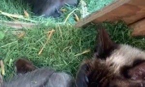 Sweet Mama Kitty Feeds Baby Raccoon