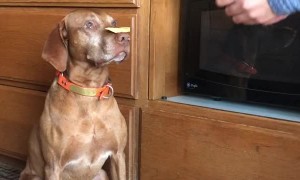 Very Patient Vizsla Delicately Devours Treats
