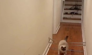 Cat Crushes Quarantine Workout Routine