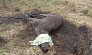 Moose Saved from a Sticky Situation