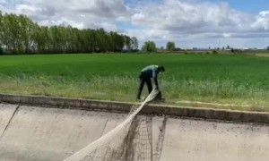 Police officers in Spain make clever use of net to pull fawn from canal