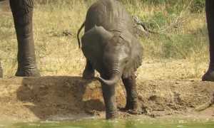 Adorable baby elephant take a clumsy tumble into watering hole