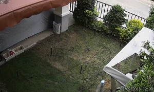 Playful Cats Burst Through Outdoor Sun Shelter