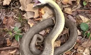 Hognose Snake Playing Dead
