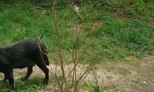 Strong Older Lab not Intimidated by Territorial Mockingbird