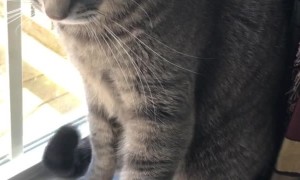 Cat is Not in the Mood for Pets