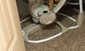 Puppy Loves Swinging in Human Brother's Chair