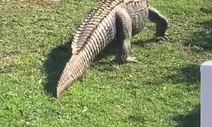 Alligator Sneaks Through Neighborhood for a Swim
